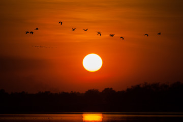 A silhoute birds are flying above of sunset background 