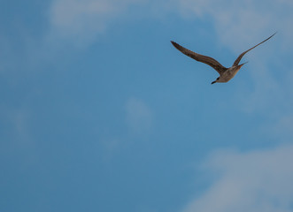 Seagull on flight