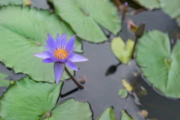 Lotus flowers with its leaves