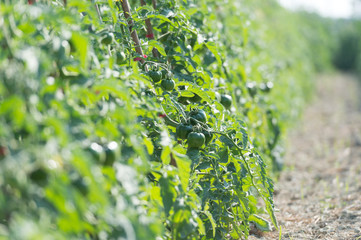Production of tomatoes in the greenhouse. Shallow depth of field.