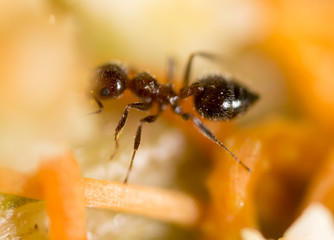 ant in nature. macro