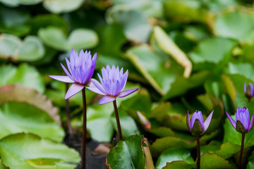 Obraz premium Lotus flowers with its leaves