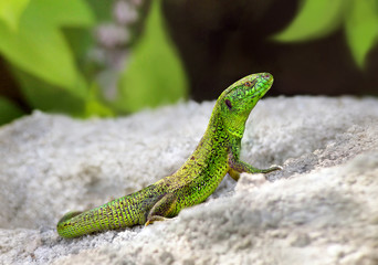 Green lizard sitting on the stones