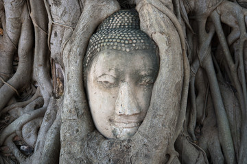 Ancient Buddha head embedded in tree roots closeup. The symbol of the city Ayutthaya, Thailand