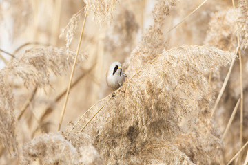 Bearded tit