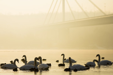 swans in morning fog