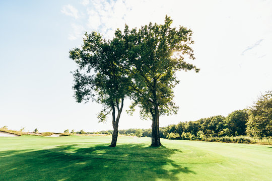 Fototapeta Two romantic trees on field