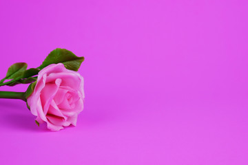 Rose on pink background.