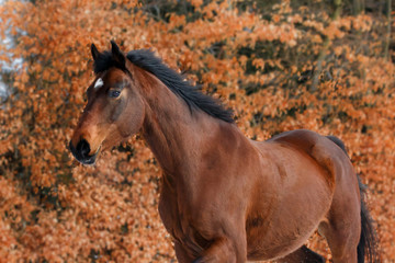 Fototapeta premium Brązowy koń przed jesiennymi liśćmi