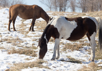 a horse in a pasture in winter