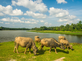 buffalo  eat the glass  near the marsh  with  blue sky