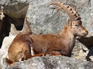 Junger Steinbock im Gebirge.