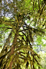 forêt enchantée du Canada