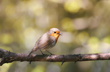 the bird is a Robin sitting on a branch in the spring and sings a song