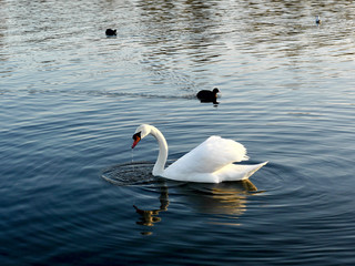 Reflet dans l'eau d'un cygne à Londres