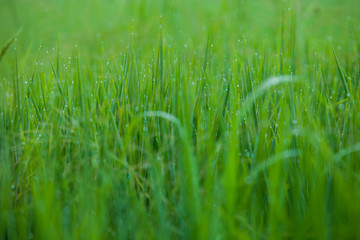 Green rice field with sky background
