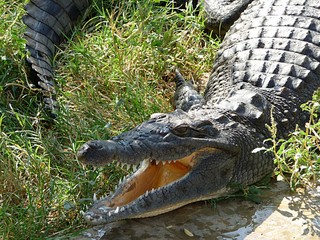 Dangerous animal - crocodile