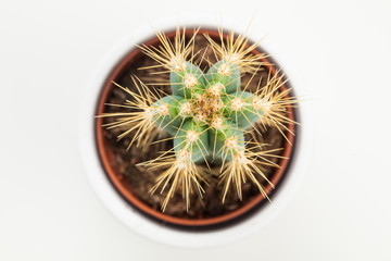 Cactus. Home plant. View from above.