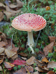 One white mushroom in the grass