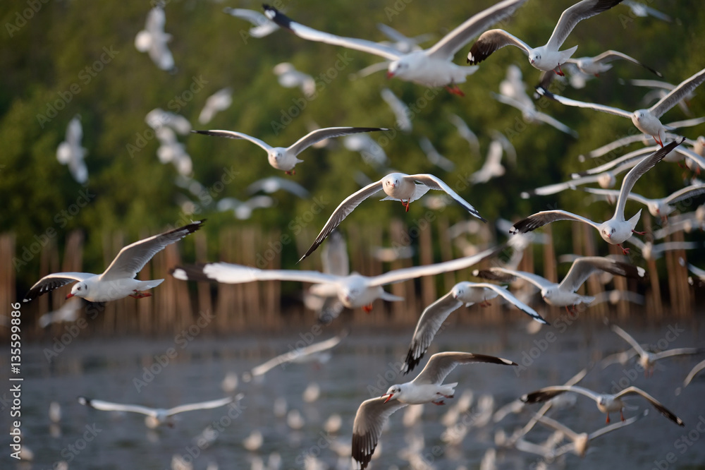 Wall mural seagull flying