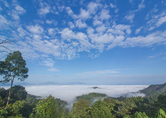 Fototapeta premium Morning mist in the forest. Kaeng Krachan. Petchaburi, Thailand.