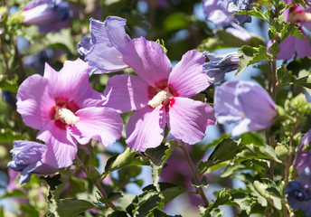 Obraz premium beautiful purple flower in nature