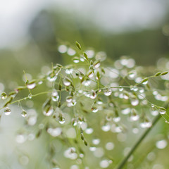 Drops of dew on the morning grass.