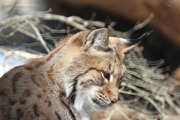 Europäischer Luchs 
