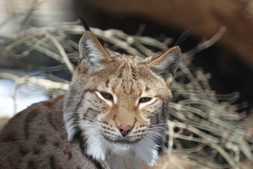 Europäischer Luchs 