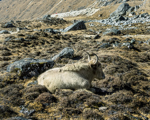 A Yak in the pasture under the Renjo Pass - Gokyo region, Nepal, Himalayas