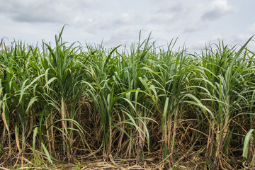 Sugarcane