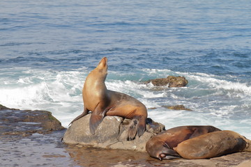 Sea Lions - La Jolla - San Diego - USA