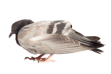 pigeon dove bird close up on white background beautiful