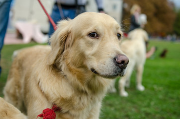 The dog breed golden retriever for a walk.