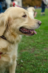 The dog breed golden retriever for a walk.