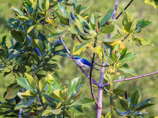 The blue bird on a tree