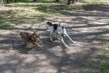 zwei Hunde beim Klären der Rangordnung