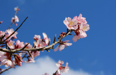 Almond tree flowers with blue sky with clouds background 5