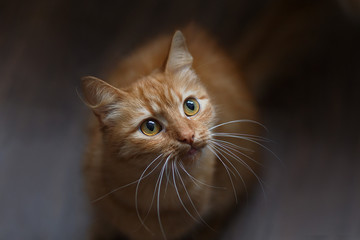 Fluffy ginger cat on a dark background - 135601661