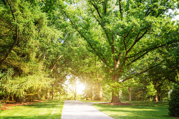 Fototapeta premium Sunset in summer park.