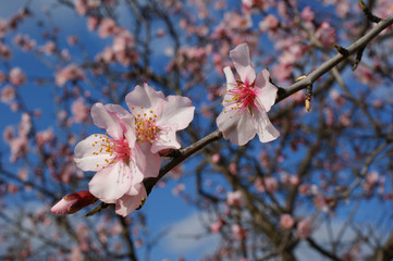 Almond tree flowers with blue sky with clouds background 6