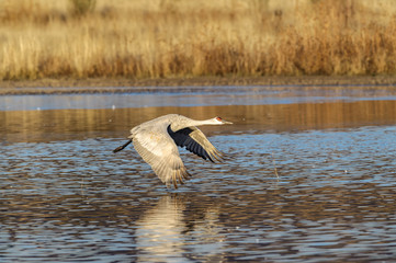 Flying Sandhill Crane
