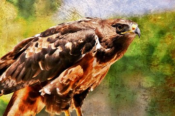 Close up of large black Sparrow hawk