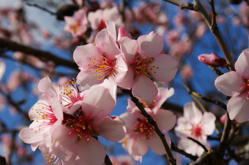 Almond tree flowers with blue sky with clouds background 8
