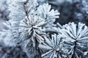 Pine tree covered with frost