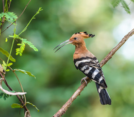 Hoopoe or Common hoopoe(Upupa epops), beautiful bird on branch with green background.