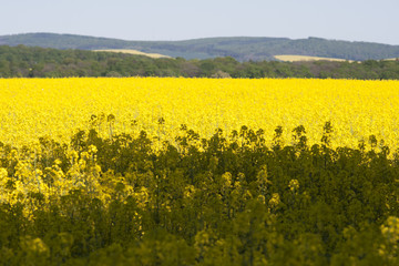 Rapsfeld