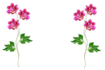 Colorful bright flowers peonies isolated on white background.