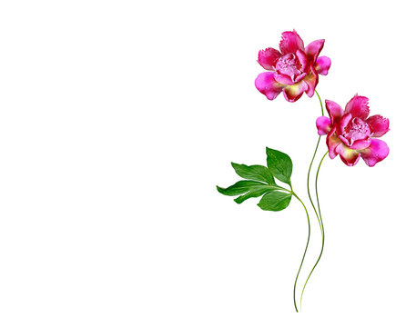 Fototapeta Colorful bright flowers peonies isolated on white background.