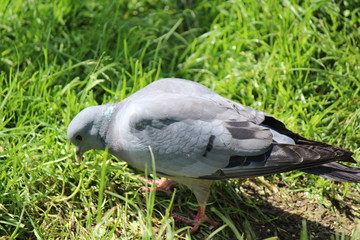 Dutch Pigeon